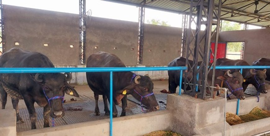 ऊना के बरनोह में है प्रदेश का पहला मुर्रा प्रजनन डेयरी फार्म, प्रारंभिक संचालन के लिए लाई 9 शुद्ध नस्ल की भैंसें