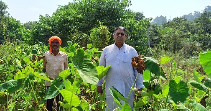 रिटायर्ड प्रिंसिपल ने खेती-किसानी में भी किया कमाल,हर सीजन में लाखों की सब्जी बेच रहे कमलेश कुमार पटियाल