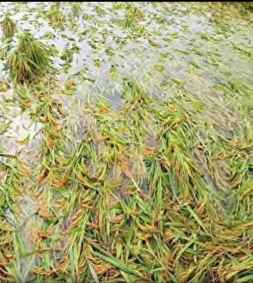 भारी बारिश से बर्वाद हो गई धान की फसल , किसानों ने मांगा मुवावजा 