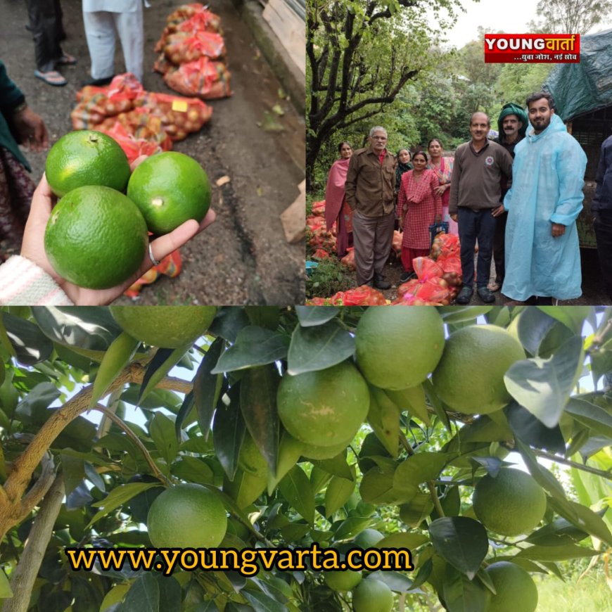 किसानों के लिए कारगर साबित हो रही एचपी शिवा परियोजना , कृषकों की आमदनी का जरिया बनी मौसम्मी  