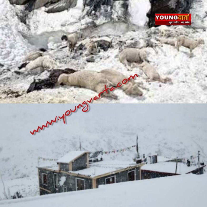 जरासू जोत में हिमस्खलन की चपेट में आने से 250 भेड़-बकरियों की मौत , प्रदेश की लाहौल घाटी में हिमपात