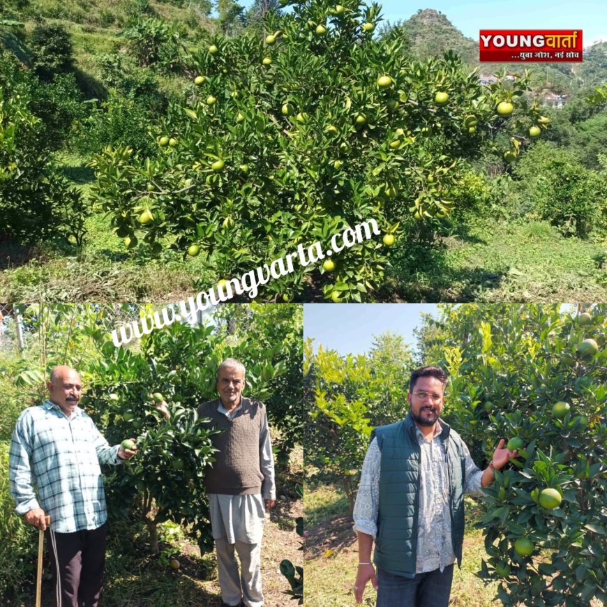 एचपी शिवा परियोजना ने बदली धर्मपुर क्षेत्र के 41 किसानों की तकदीर , मौसंबी की फसल ने बदली आर्थिकी 