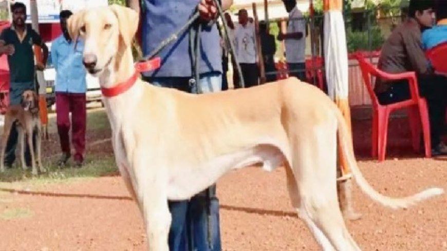 ट्रेनिंग लेकर अद्भुत शौर्य का प्रदर्शन कर रहे भारतीय नस्ल के कुत्ते  : पीएम