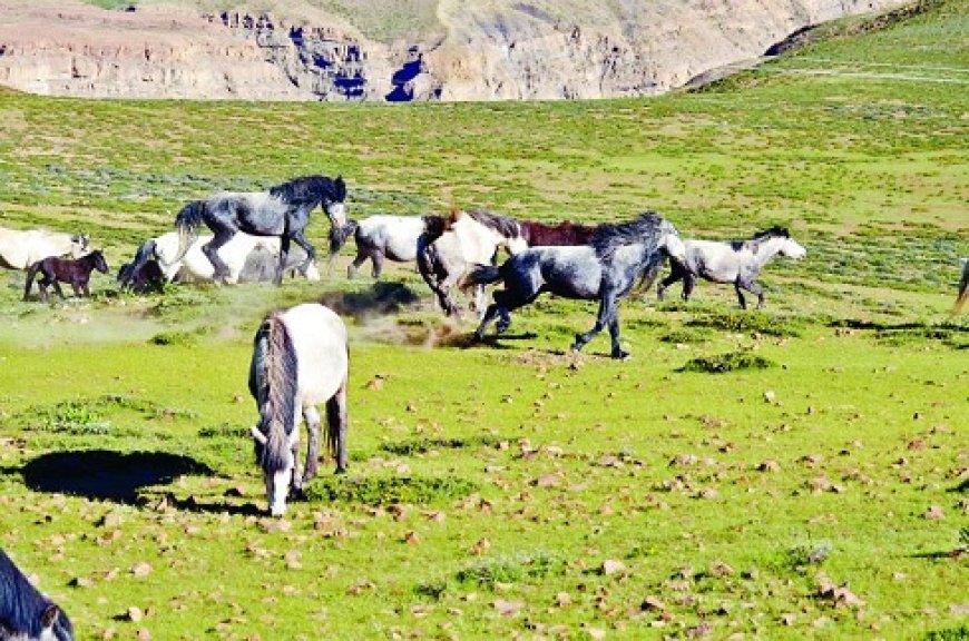 लवी मेला में अन्य राज्यों के अश्वपालक जानेंगे चामुर्थी घोड़े की खासियतें  :उपायुक्त