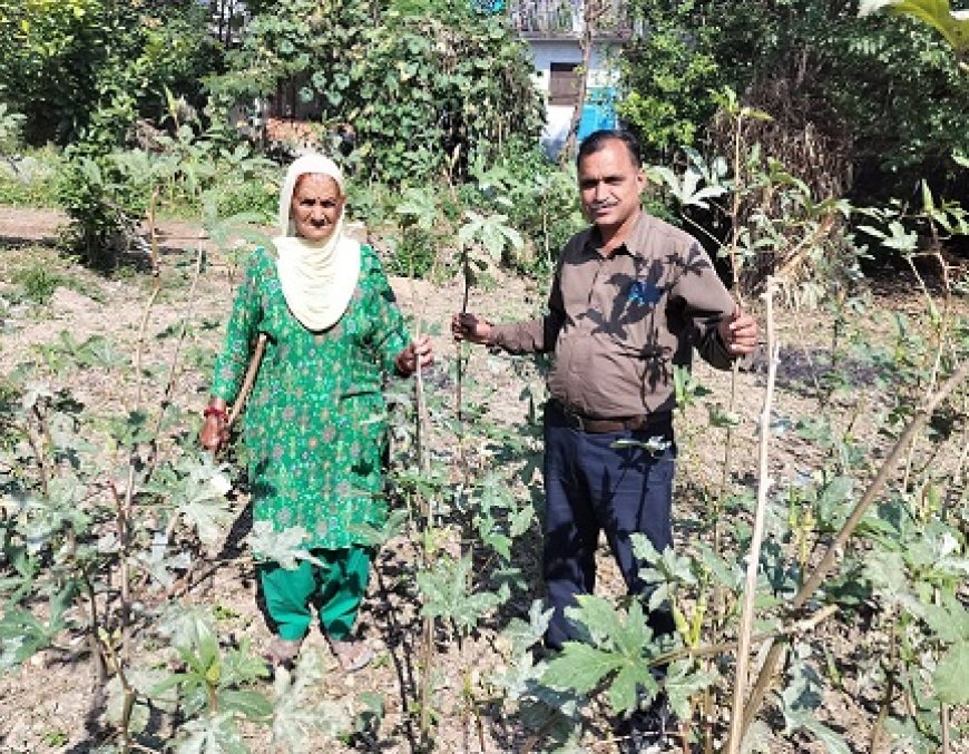 एक साथ कई फसलें उगाकर तीर्थू देवी ने पेश की मिसाल,वृद्ध महिला ने प्राकृतिक खेती से किया कमाल