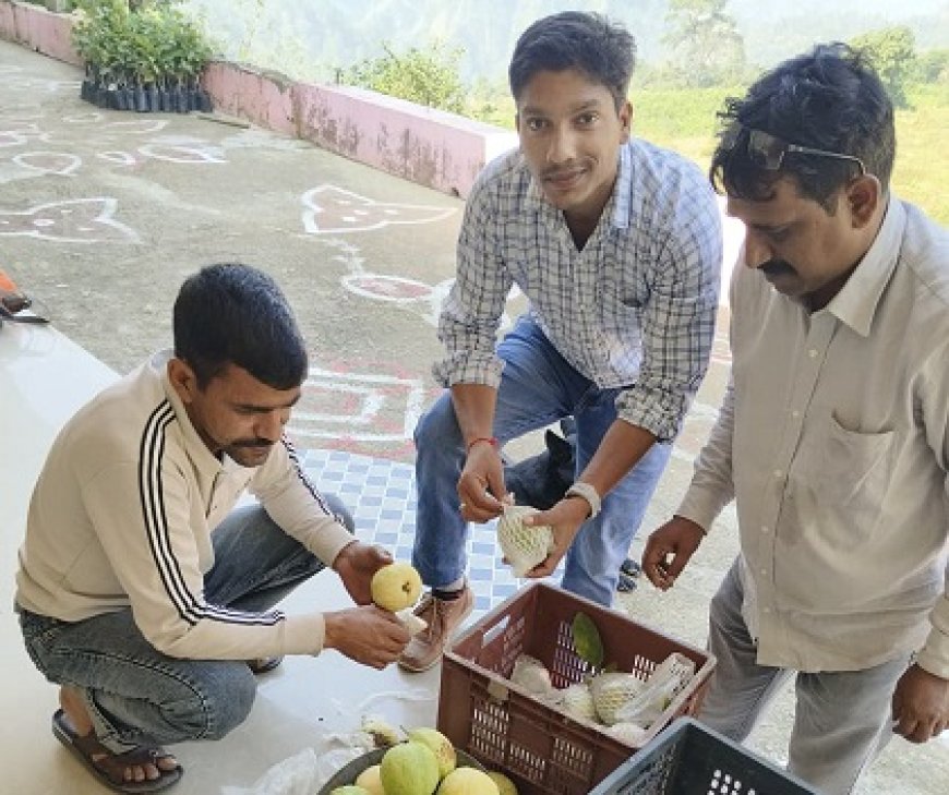 एचपी शिवा परियोजना से धर्मपुर में बागवानों की किस्मत चमकी, अमरूद की फसल से बढ़ी आय