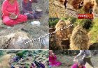सर्दियों के लिए मवेशियों के लिए चारा एकत्रित करने में जुटे ग्रामीण , घास कटाई का कार्य युद्धस्तर पर