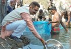 नदीय मत्स्य संपदा बढ़ाने हेतु कंडापत्तन ब्यास नदी में 88,000 और राणा खड्ड में छोड़े गए 45,000 मछली बीज  