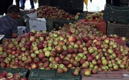 रोहड़ू क्षेत्र से सेब कारोबार में बड़ी ठगी,भुगतान की मांग करने पर व्यक्ति को जान से मारने की मिली धमकी