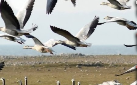 सर्दियों की आहट के साथ ही पौंग झील में बाहरी राज्यों के प्रवासी पक्षी आने से झील गुलजार