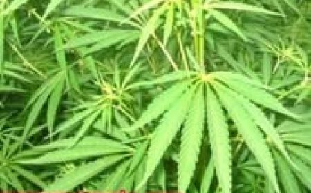 भांग के दानों को रिफाइंड कर तैयार किए जाएंगे बीज , हिमाचल में पैदा होने वाली भांग में नहीं होगा नशा 