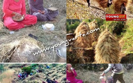 सर्दियों के लिए मवेशियों के लिए चारा एकत्रित करने में जुटे ग्रामीण , घास कटाई का कार्य युद्धस्तर पर