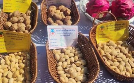 हिमाचल में बनेगा सेब का विकल्प स्टोन फ्रूट, शिमला में पहला स्टोन फ्रूट कॉन्क्लेव आज आयोजित 