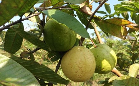 हिमाचल में 'एचपी शिवा' की बहार: सरकाघाट के गध्यानी क्लस्टर ने लिखी सफलता की नई गाथा