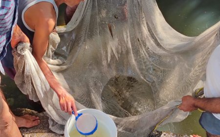 नाले में फंसी 50 हजार मछलियों के बच्चों को मत्स्य विभाग ने स्थानीय लोगों के सहयोग से किया रेस्क्यू 