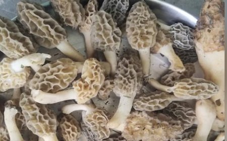 सोलन ने जंगलों में पाई जाने वाली दुर्लभ गुच्छी मशरूम का बीज तैयार करने में सफलता की हासिल 