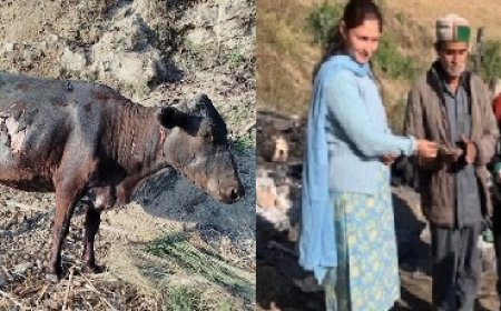 सिरमौर की शखोली पंचायत में आगजनी की भेंट चढ़ी 60 बकरियां,दो गाय भी झुलसी