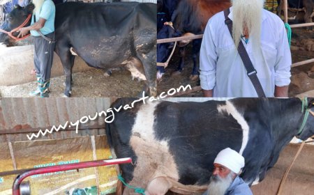 डेयरी व्यवसाय ने बदली विजय कुमार की किस्मत , 20 पशुओं की डेयरी से कमा रहे 60 हजार रुपये महीना 