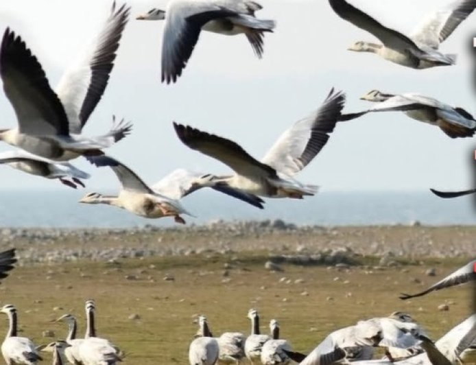सर्दियों की आहट के साथ ही पौंग झील में बाहरी राज्यों के प्रवासी पक्षी आने से झील गुलजार