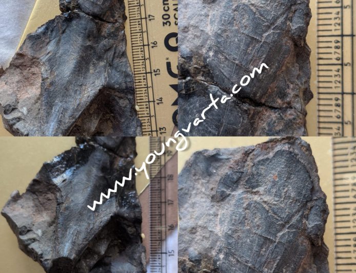 हिमाचल के सबाथू में मिला 4.5 करोड़ वर्ष पुरानी स्नेकहेड मछली का जीवाश्म , डा. आर्या की ऐतिहासिक उपलब्धि