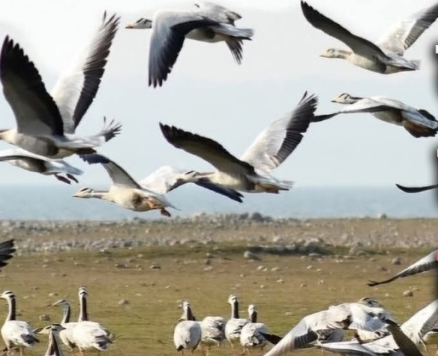 सर्दियों की आहट के साथ ही पौंग झील में बाहरी राज्यों के प्रवासी पक्षी आने से झील गुलजार