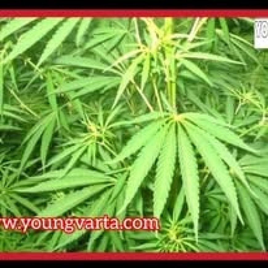 भांग के दानों को रिफाइंड कर तैयार किए जाएंगे बीज , हिमाचल में पैदा होने वाली भांग में नहीं होगा नशा 