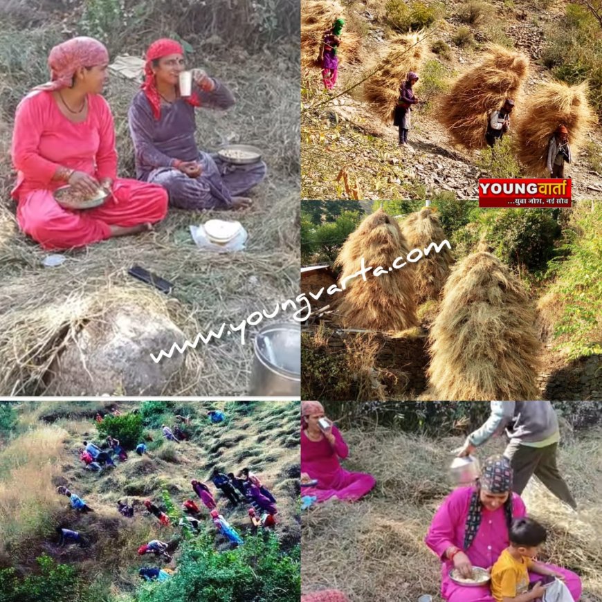 सर्दियों के लिए मवेशियों के लिए चारा एकत्रित करने में जुटे ग्रामीण , घास कटाई का कार्य युद्धस्तर पर