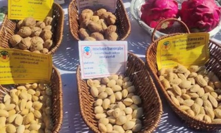 हिमाचल में बनेगा सेब का विकल्प स्टोन फ्रूट, शिमला में पहला स्टोन फ्रूट कॉन्क्लेव आज आयोजित 