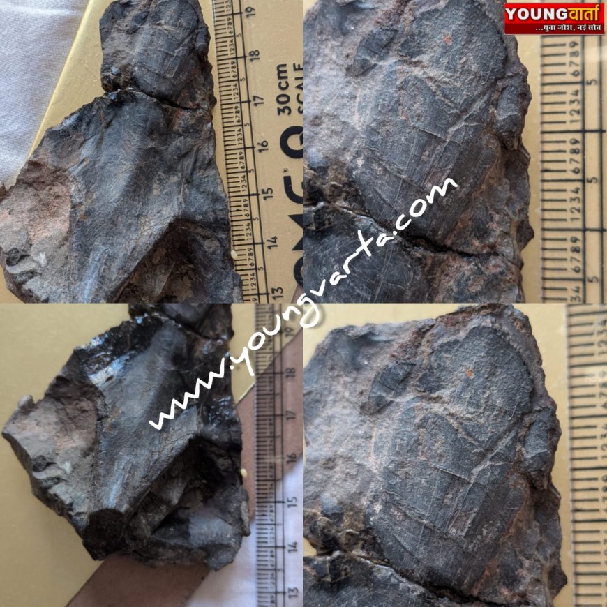 हिमाचल के सबाथू में मिला 4.5 करोड़ वर्ष पुरानी स्नेकहेड मछली का जीवाश्म , डा. आर्या की ऐतिहासिक उपलब्धि