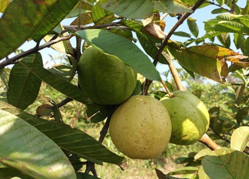 हिमाचल में 'एचपी शिवा' की बहार: सरकाघाट के गध्यानी क्लस्टर ने लिखी सफलता की नई गाथा