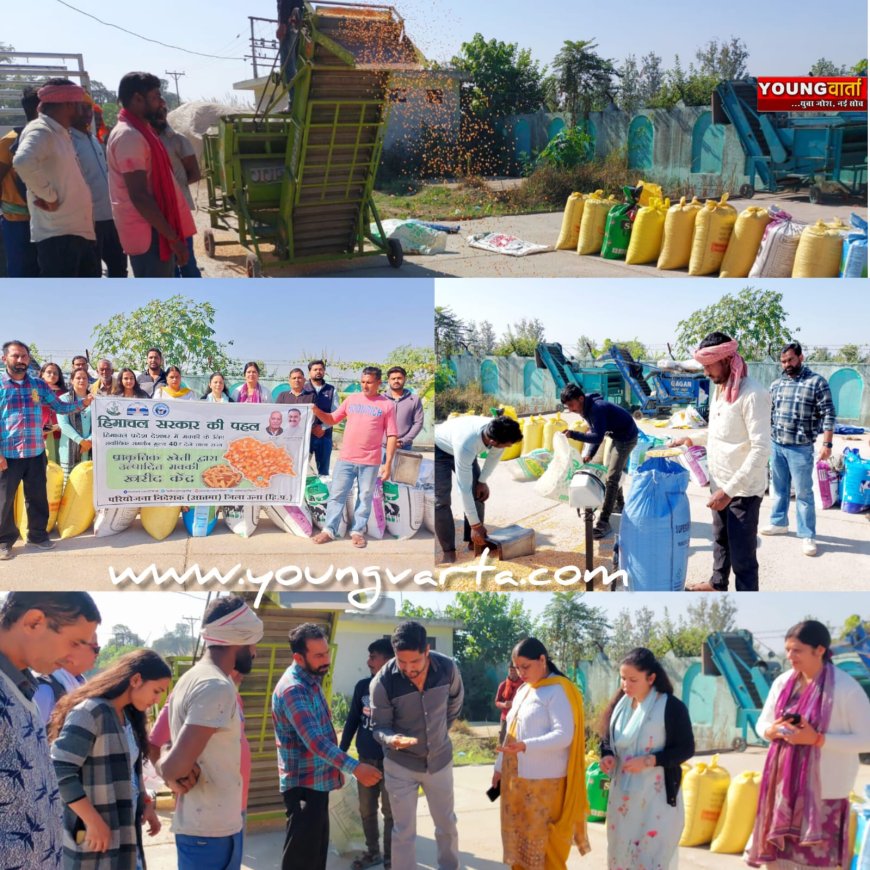 ऊना में 16 किसानों से खरीदी 80 क्विंटल प्राकृतिक खेती से तैयार मक्की , अनाज मंडी में शुरू हुई मक्की खरीद प्रक्रिया 