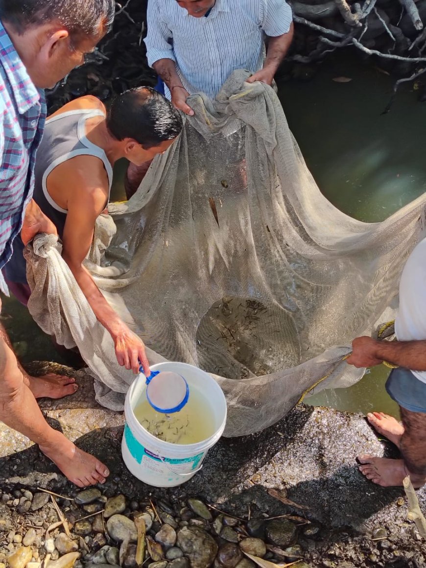 नाले में फंसी 50 हजार मछलियों के बच्चों को मत्स्य विभाग ने स्थानीय लोगों के सहयोग से किया रेस्क्यू 