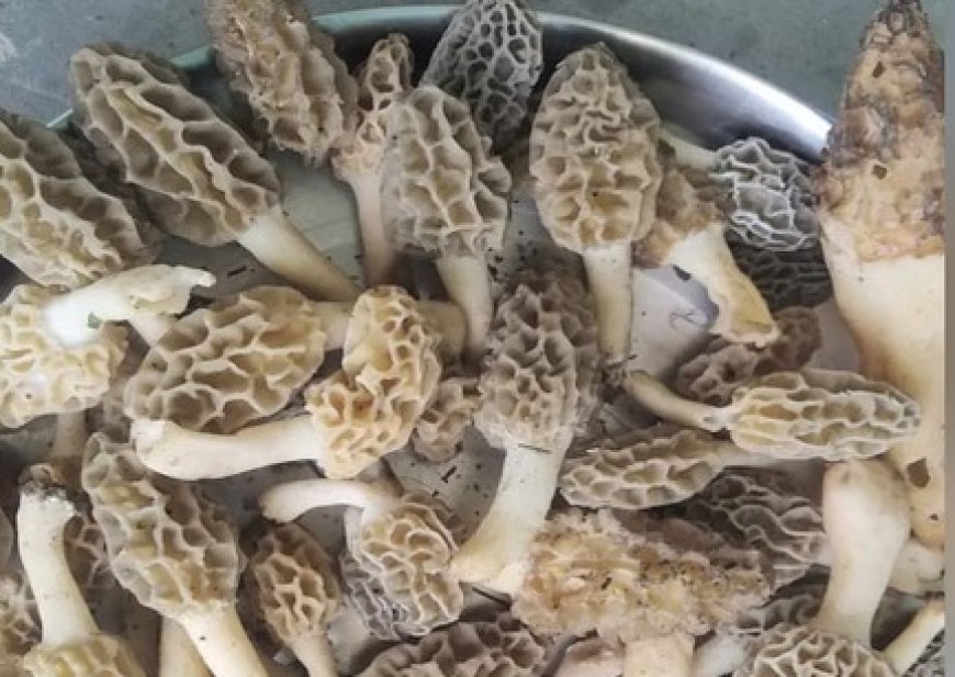 सोलन ने जंगलों में पाई जाने वाली दुर्लभ गुच्छी मशरूम का बीज तैयार करने में सफलता की हासिल 