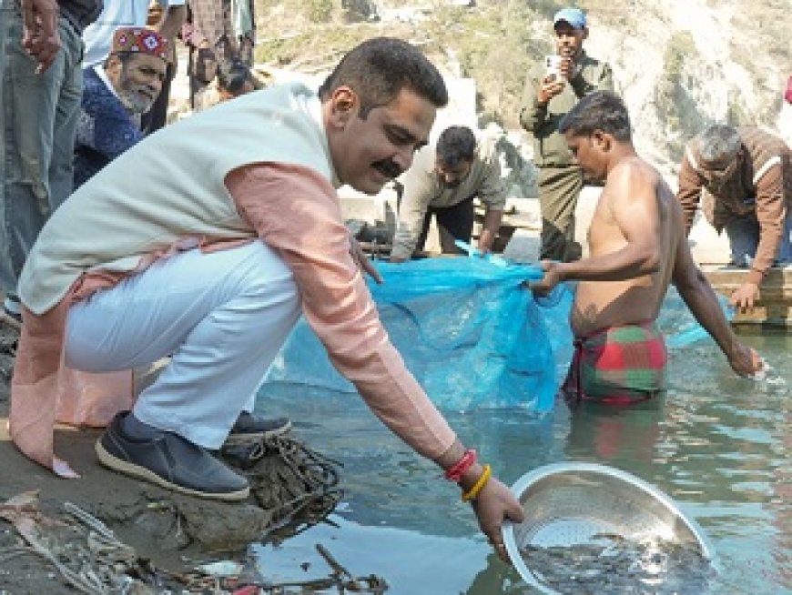 नदीय मत्स्य संपदा बढ़ाने हेतु कंडापत्तन ब्यास नदी में 88,000 और राणा खड्ड में छोड़े गए 45,000 मछली बीज  