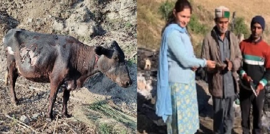 सिरमौर की शखोली पंचायत में आगजनी की भेंट चढ़ी 60 बकरियां,दो गाय भी झुलसी