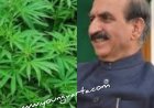 मुख्यमंत्री की ग्रीन टू गोल्ड पहल से बढ़ेगी किसानों की आमदनी , औषधीय गुणों से युक्त भांग के लिए जाना जाएगा 