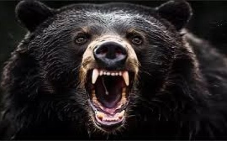 भालू के हमले में घायलों को मिलेगा 10 लाख तक का मुआवजा , वन विभाग ने सरकार को भेजेगा प्रस्ताव