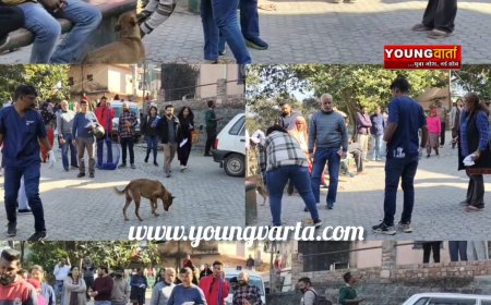 सिरमौर में 3951 कुत्तों का किया टीकाकरण , एबीसी कार्यक्रम के तहत आवारा कुत्तों का किया जा रहा वैक्सीनेशन 