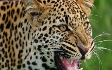 आदमखोर तेंदुए ने एक व्यक्ति को उतारा मौत के घाट उतार, पांच अन्य गंभीर रूप से घायल 