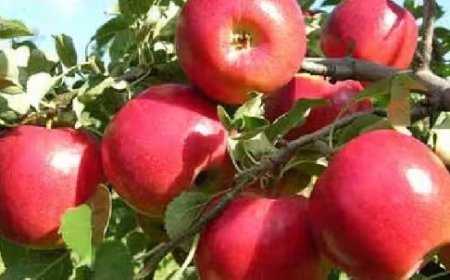 प्रदेश के सेब बागवानों को बड़ा झटका,न्यूजीलैंड के सेब पर 25 फीसदी कम किया आयात शुल्क  