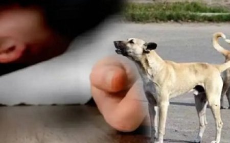 हैरत : आवारा कुत्ते के मुंह में मिला मृत नवजात,जाँच में जुटी पुलिस 