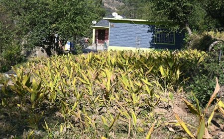 प्राकृतिक खेती से बढ़ी किसानों की आय, हल्दी की फसल से मिल रहा आर्थिक संबल