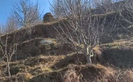 हिमाचल प्रदेश में बारिश और बर्फबारी न होने से किसान और बागवान परेशान 