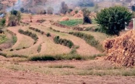 हिमाचल प्रदेश में सूखे की मार, गेहूं की 20% फसल बर्बाद होने से किसान चिंतित 