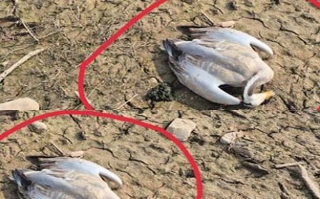 पौंग झील किनारे वन्य प्राणी विभाग की जमीन पर कई जगहों पर मृत मिल रहे विदेशी परिंदे  