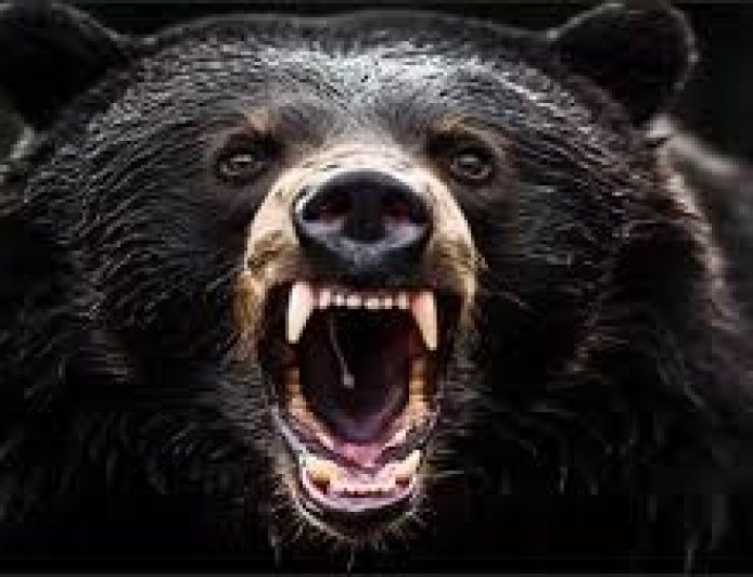 भालू के हमले में घायलों को मिलेगा 10 लाख तक का मुआवजा , वन विभाग ने सरकार को भेजेगा प्रस्ताव