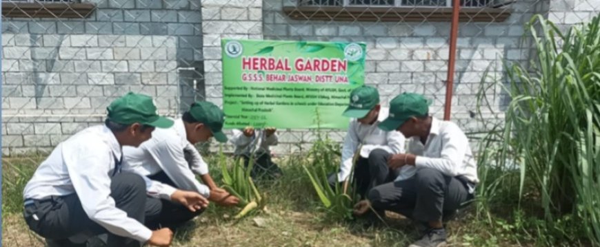 स्कूलों और आयुष केंद्रों में खिले हर्बल गार्डन , आयुष पद्धति को बढ़ावा देने के लिए रोपे गए औषधीय पौधे