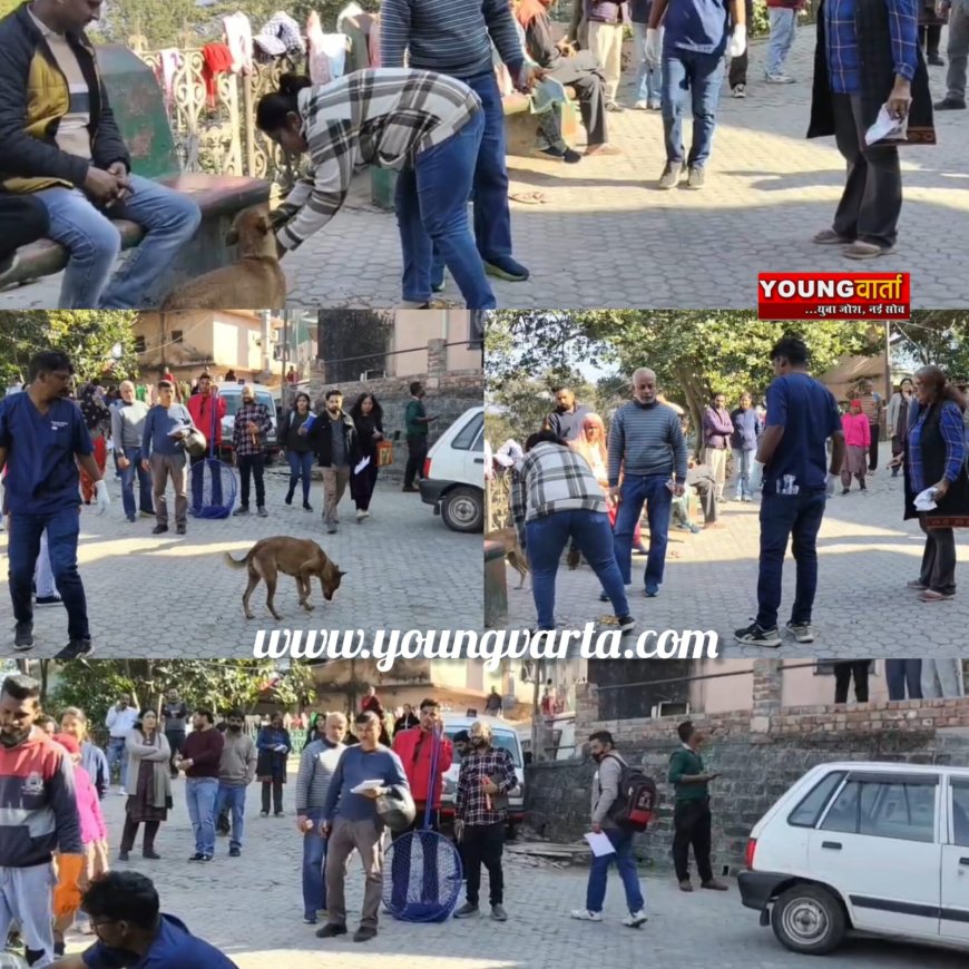 सिरमौर में 3951 कुत्तों का किया टीकाकरण , एबीसी कार्यक्रम के तहत आवारा कुत्तों का किया जा रहा वैक्सीनेशन 