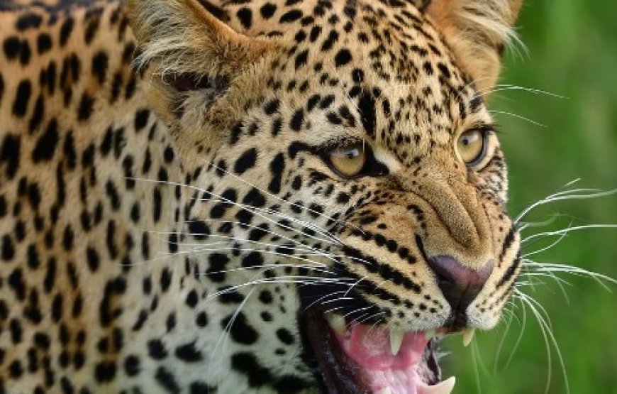 आदमखोर तेंदुए ने एक व्यक्ति को उतारा मौत के घाट उतार, पांच अन्य गंभीर रूप से घायल 