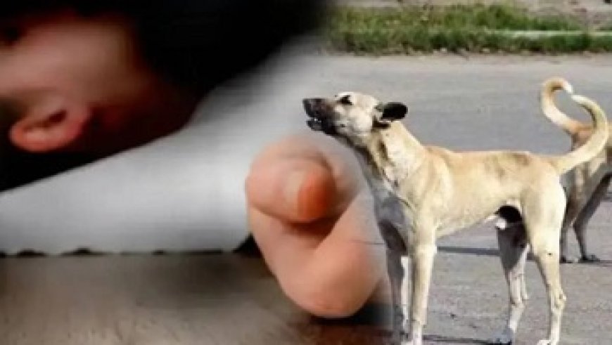 हैरत : आवारा कुत्ते के मुंह में मिला मृत नवजात,जाँच में जुटी पुलिस 